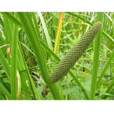 Sweet Flag(Acorus calamus L.)